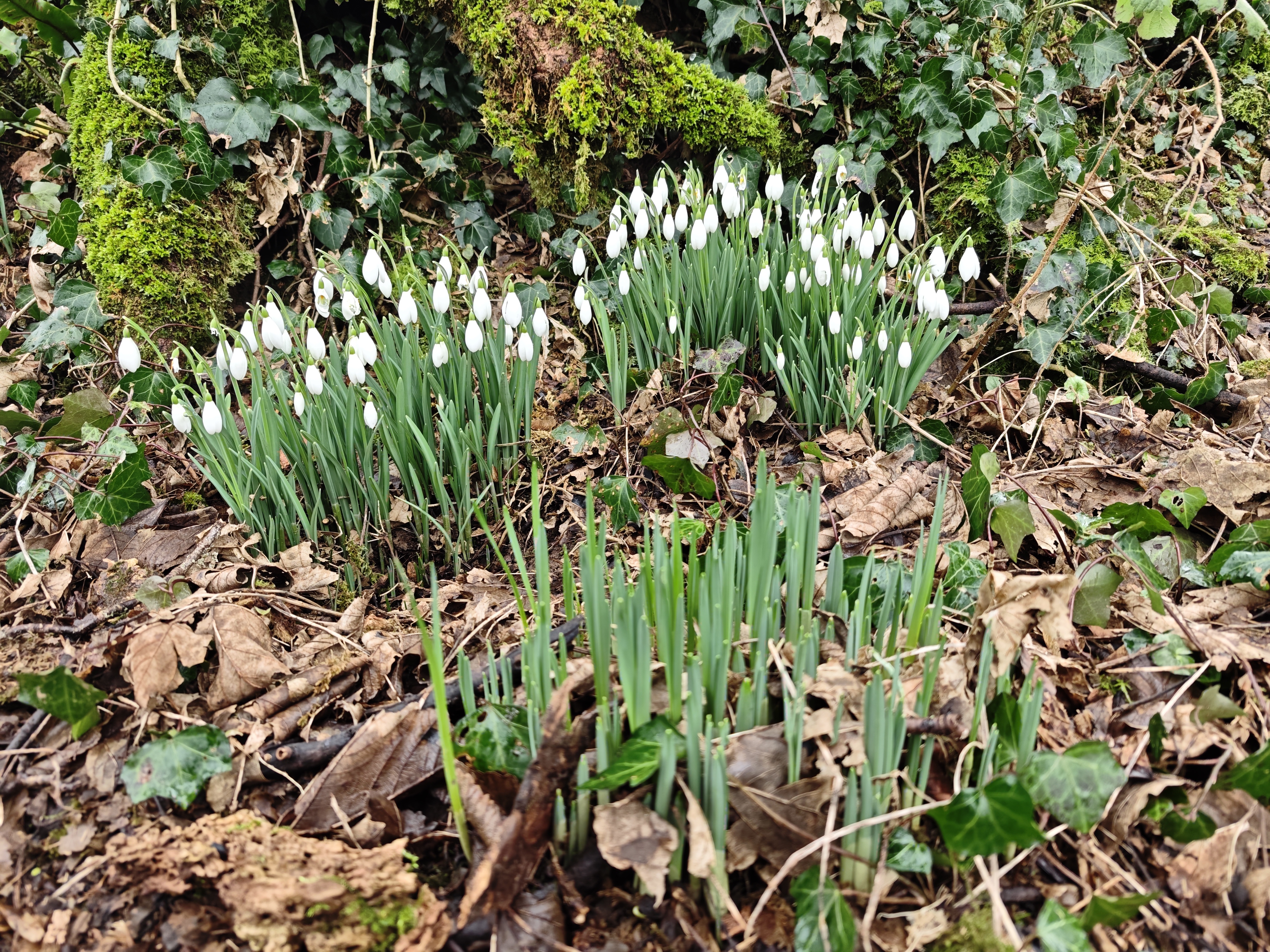 A close detail of renewal in the landscape